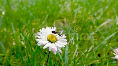 蜜蜂在公园里的白色雏菊花上飞翔。 春季自然慢动作视频..